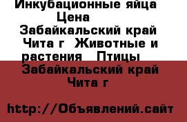 Инкубационные яйца › Цена ­ 15 - Забайкальский край, Чита г. Животные и растения » Птицы   . Забайкальский край,Чита г.